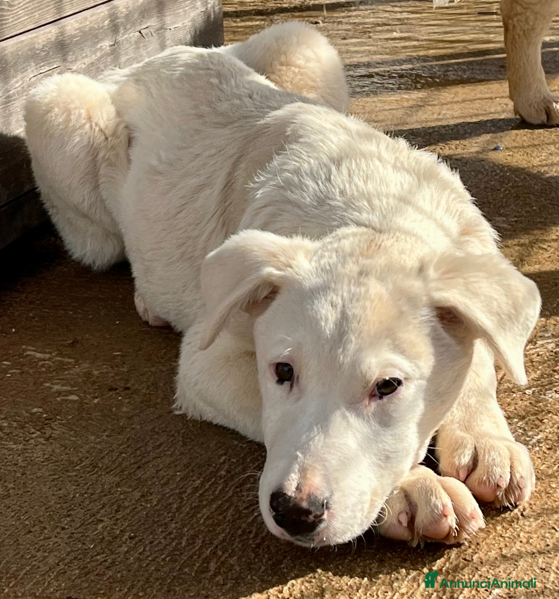 Meticcio cani Cuccioli simil pastore maremmano - Annuncio 2