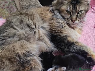 Maine Coon gatti Maine coon - Annuncio 19