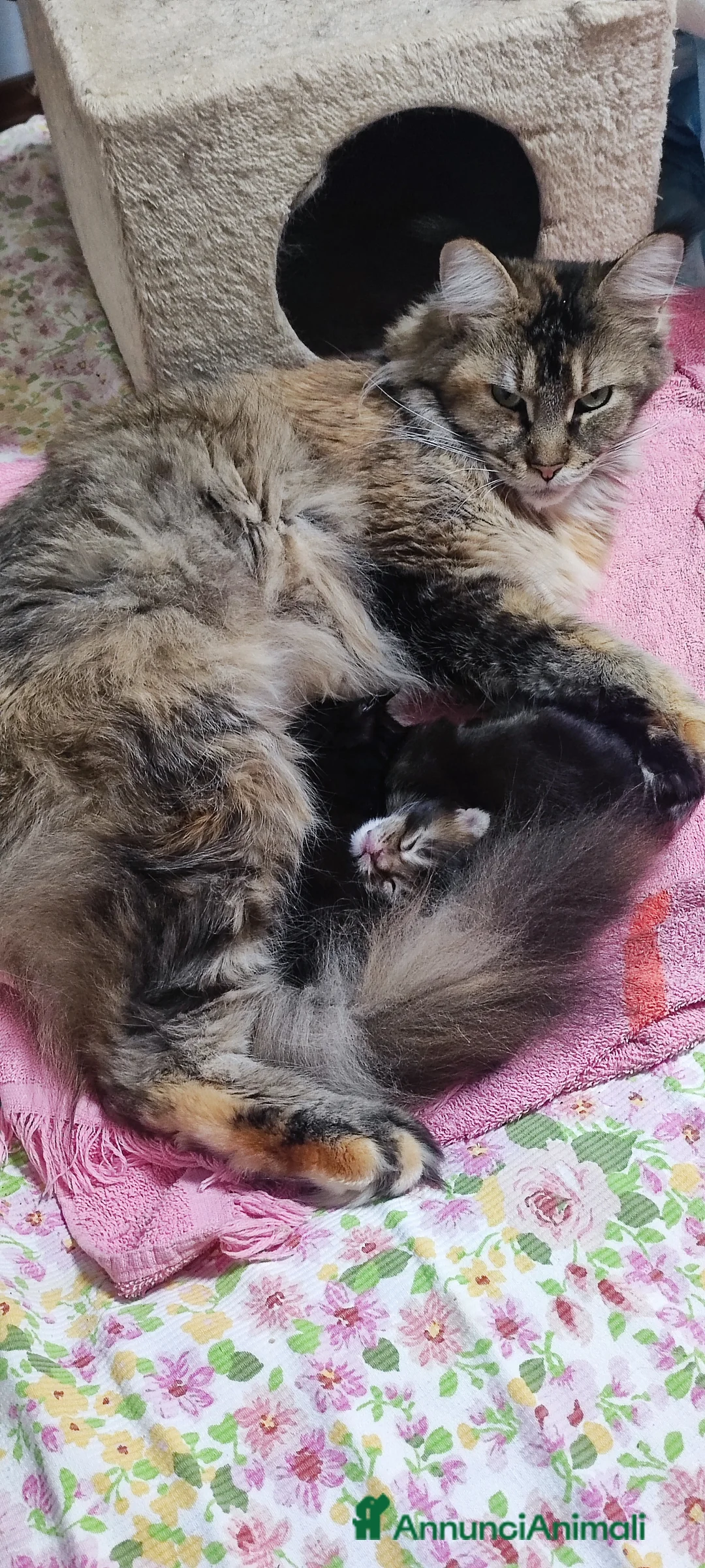 Maine Coon gatti in vendita: Maine coon - Annuncio 1