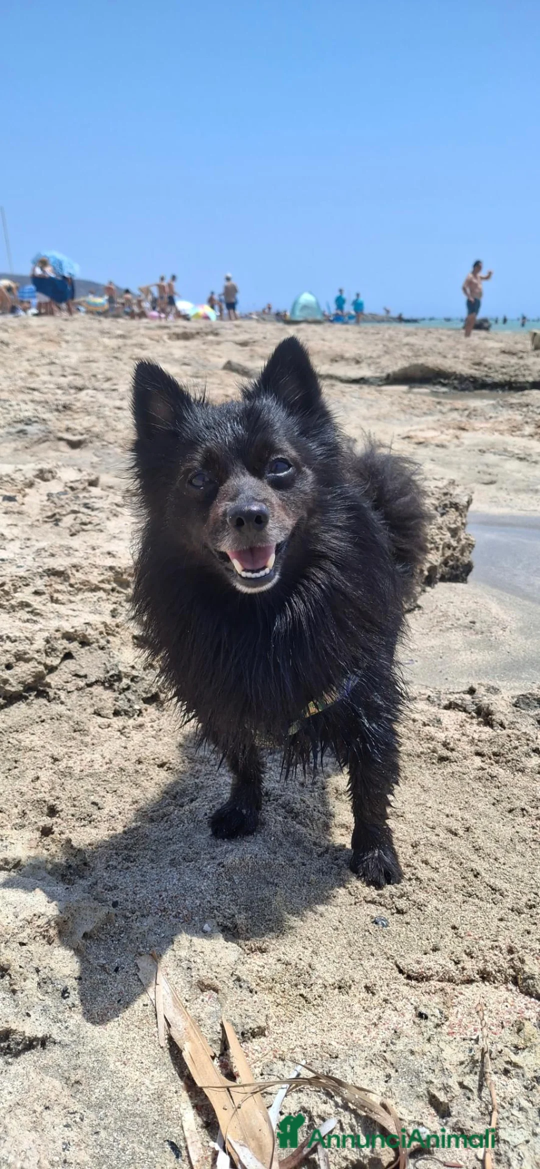 Meticcio cani per accoppiamento: Cerchiamo fidanzata - Annuncio 4