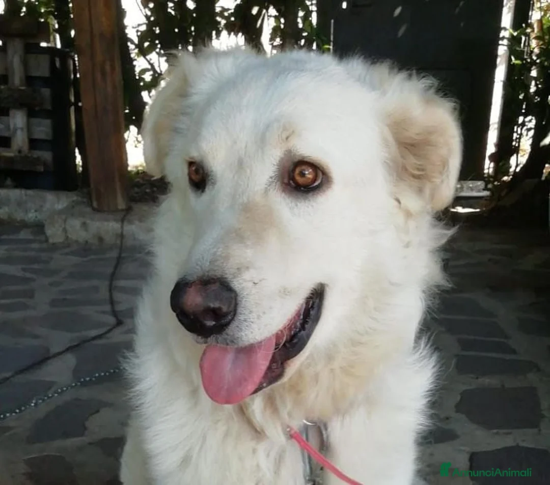 Meticcio cani in regalo: SALLY ATTENDE IL SUO RISCATTO, IN ADOZIONE - Annuncio 2