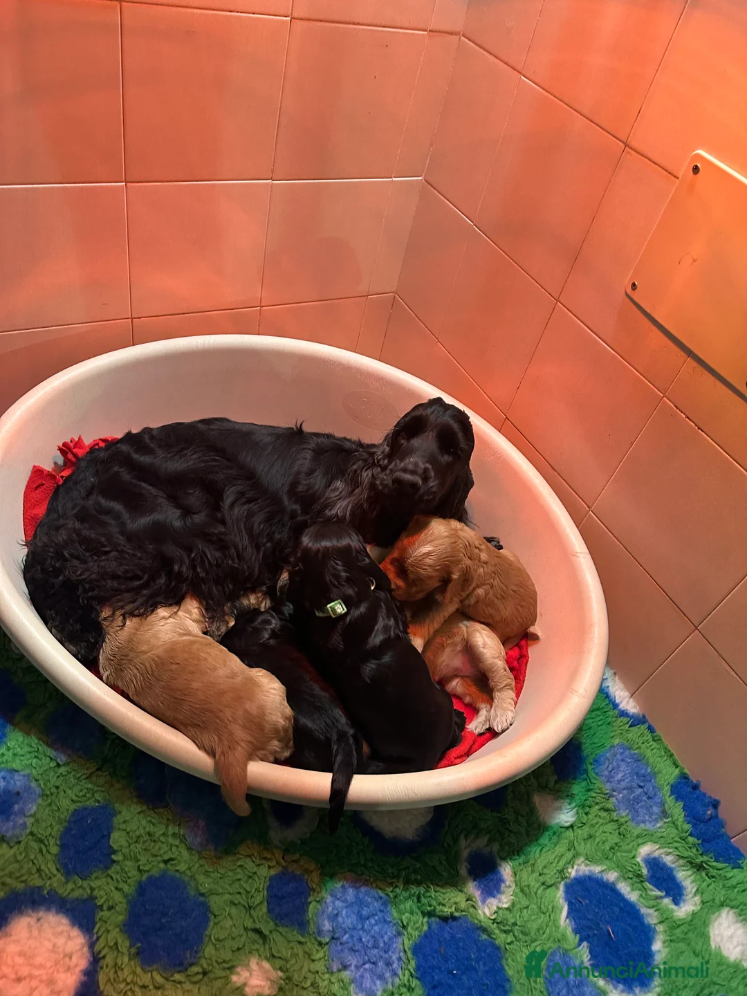 Cocker cani in vendita: Cocker spaniel inglese  - Annuncio 1