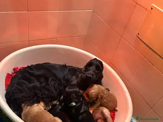 Cocker cani Cocker spaniel inglese - Annuncio 5