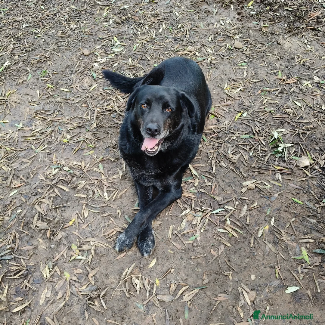 Meticcio cani in regalo: Bryan cerca casa 🏠 - Annuncio 4