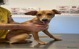 Altre razze cani in regalo: willy   - Immagine 2