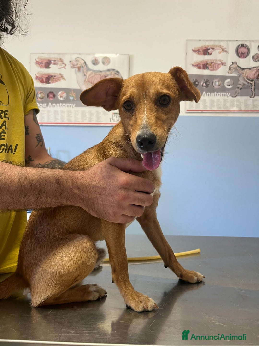 Altre razze cani in regalo: willy   - Immagine 2