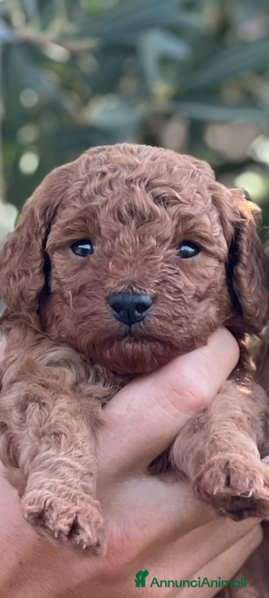 Barboncino cani Barboncino Nano per accoppiamento  - Annuncio 17