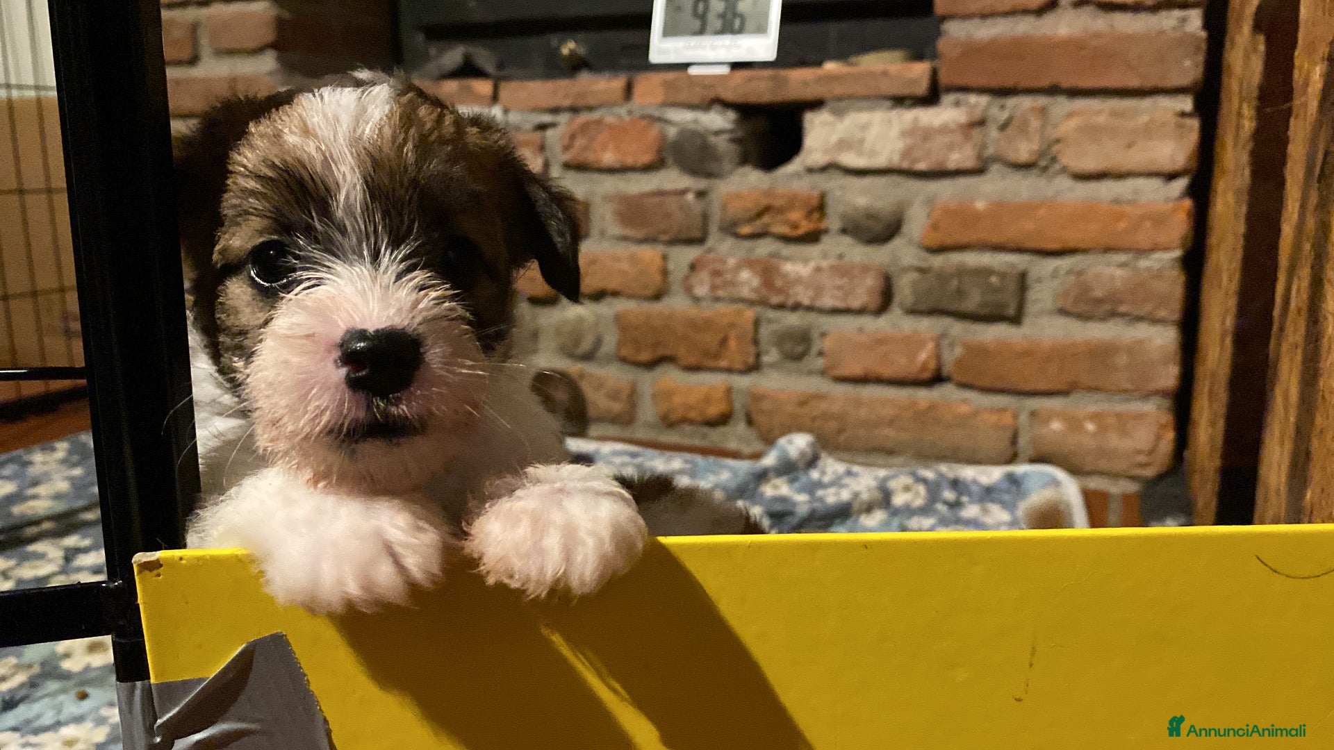 Jack Russell cani Jack Russell femmina pelo ruvido due mesi - Annuncio 1