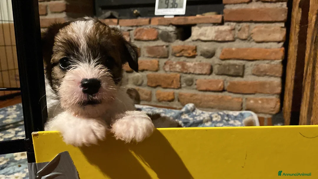 Jack Russell cani in vendita: Jack Russell femmina pelo ruvido due mesi - Annuncio 1
