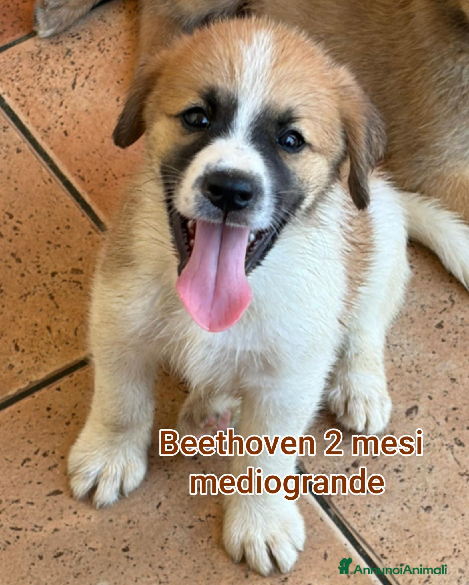 Meticcio cani CUCCIOLI, URGENTE: TEMPO SCADUTO  - Annuncio 8