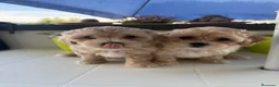 Maltipoo cani in vendita: Cucciole di maltipoo a Provincia di Bergamo - Annuncio 4
