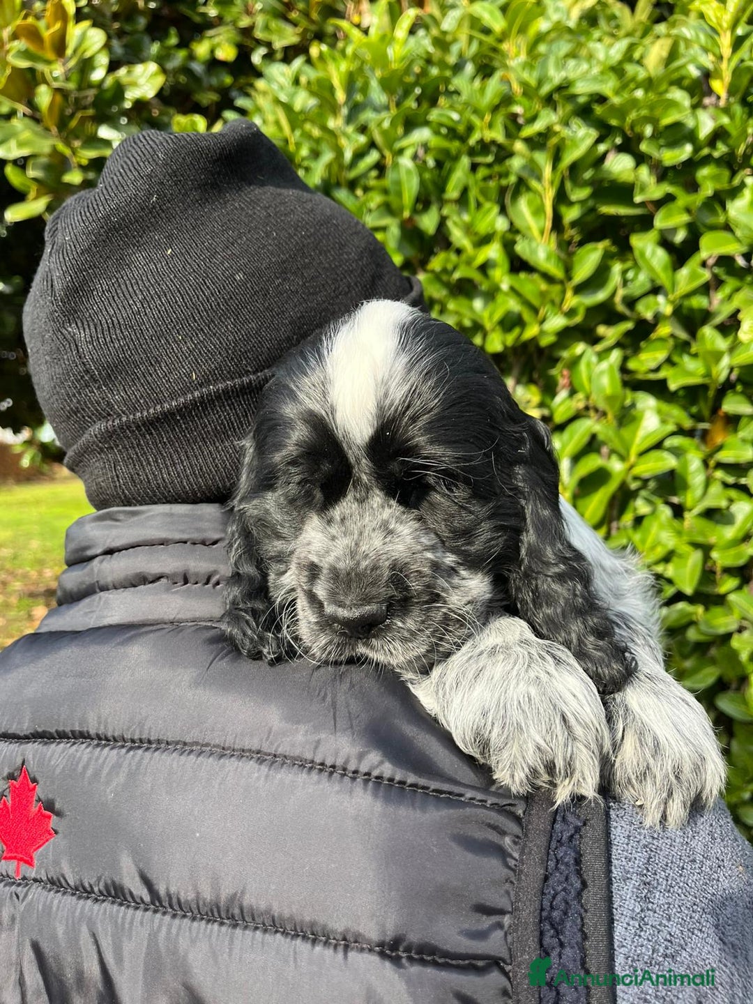 Cocker cani in vendita: Cocker spaniel inglese con pedigree - Annuncio 8