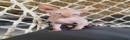 Sphynx gatti in vendita: Cuccioli Sphynks  - Annuncio 19