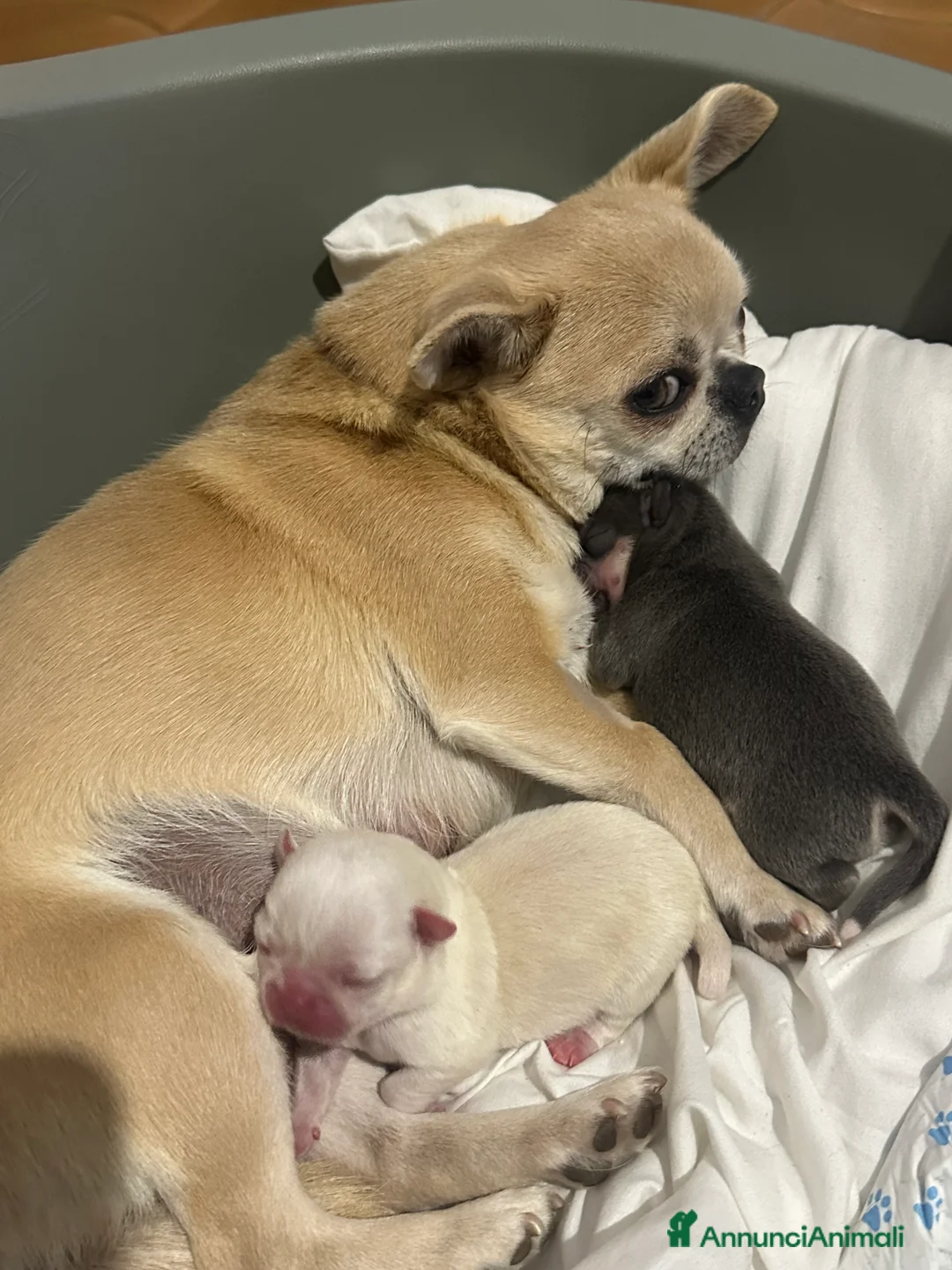 Chihuahua cani in vendita: cuccioli chihuahua - Annuncio 7