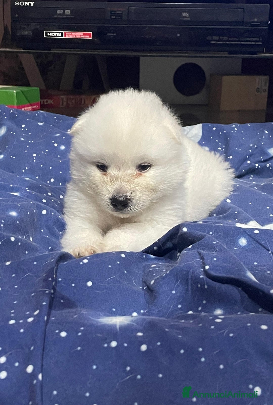Akita Inu cani in vendita: 🌸 Hime Sakura cerca una famiglia 🌸 a Città Metropolitana di Torino - Immagine 4