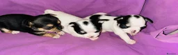 Chihuahua cani in vendita: Chihuahua  - Annuncio 2