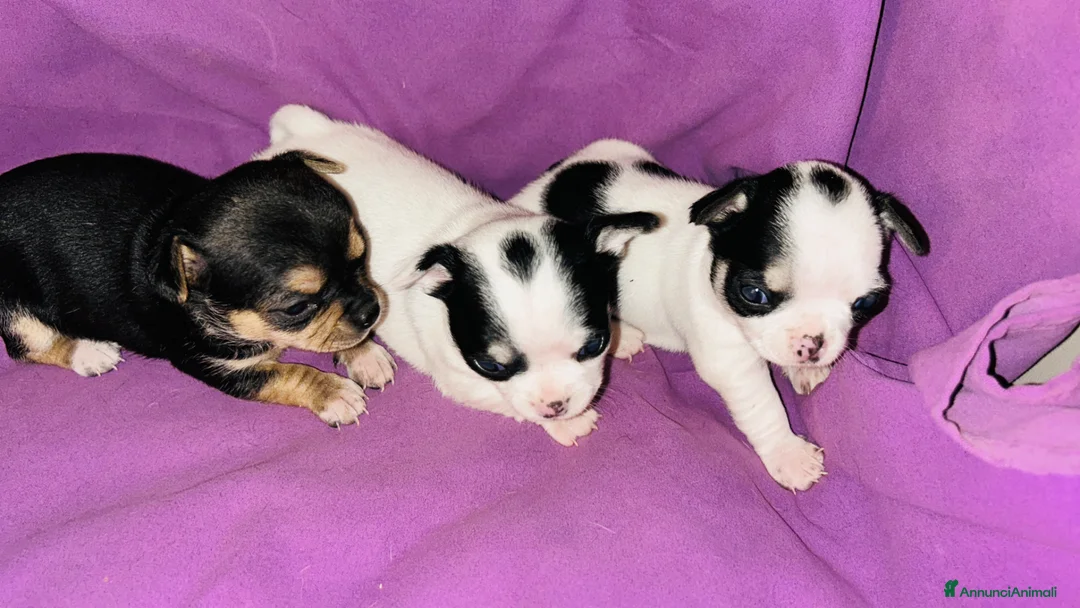 Chihuahua cani in vendita: Chihuahua  - Annuncio 2