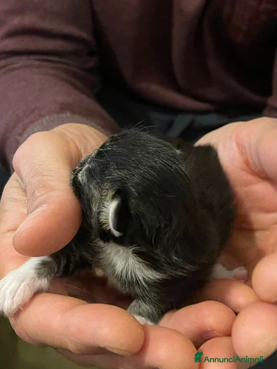 Maine Coon gatti in vendita: Cuccioli di Maine Coon - Annuncio 11