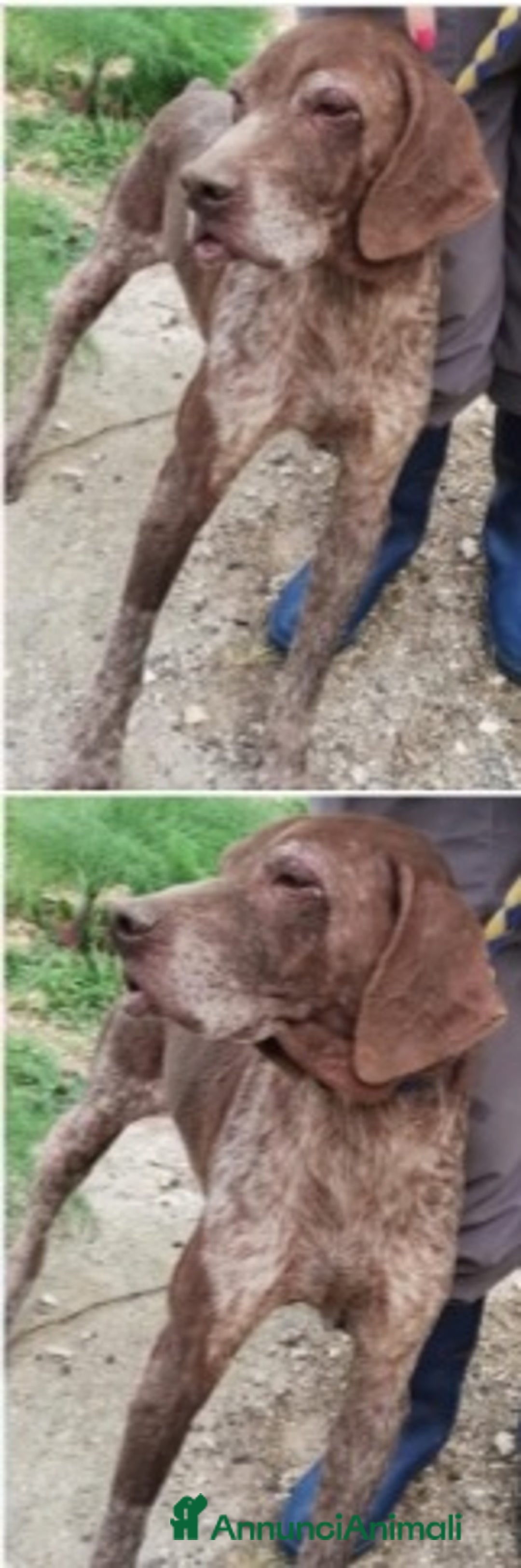 Drahthaar cani in regalo: Bracco anziano maltrattato mollato SOS X BALTO.SUD a Città metropolitana di Milano - Annuncio 2