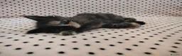 Maine Coon gatti in vendita: Cuccioli Maine coon  - Annuncio 4