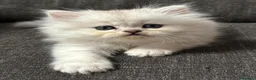 Persiano gatti in vendita: Gattini Cuccioli Persiano a Provincia di Monza e della Brianza - Annuncio 3