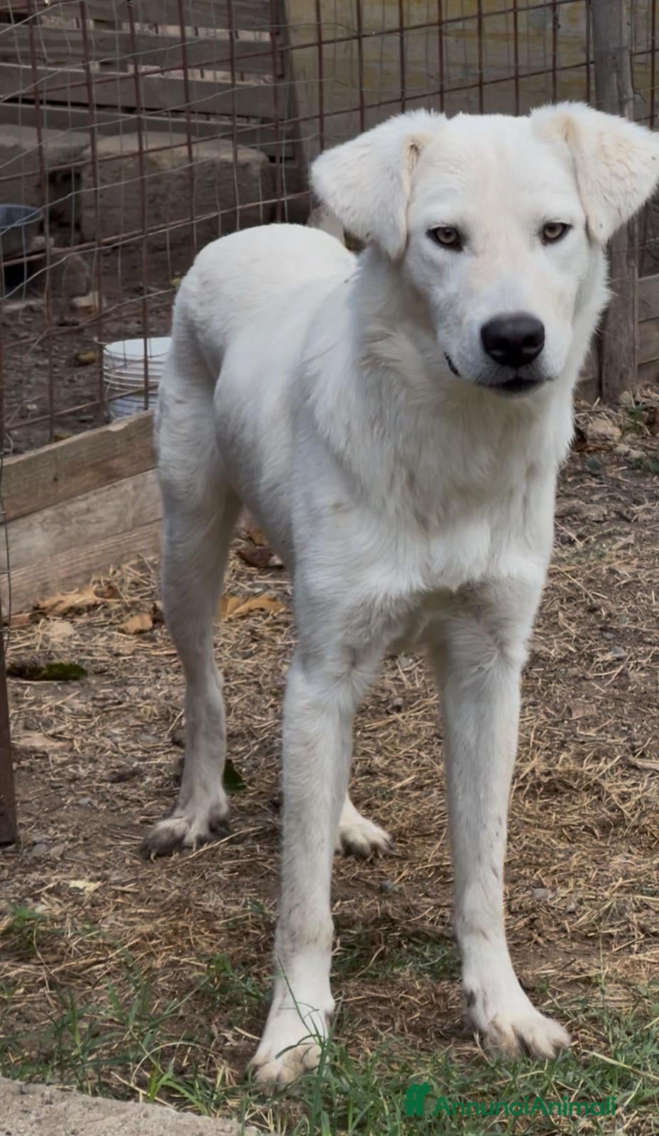 Meticcio cani    Guè  - Annuncio 2