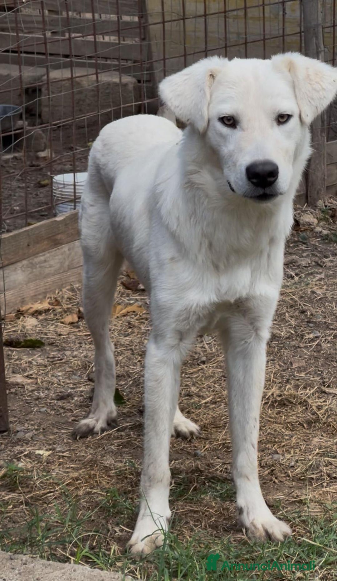 Meticcio cani in regalo:    Guè  - Annuncio 2