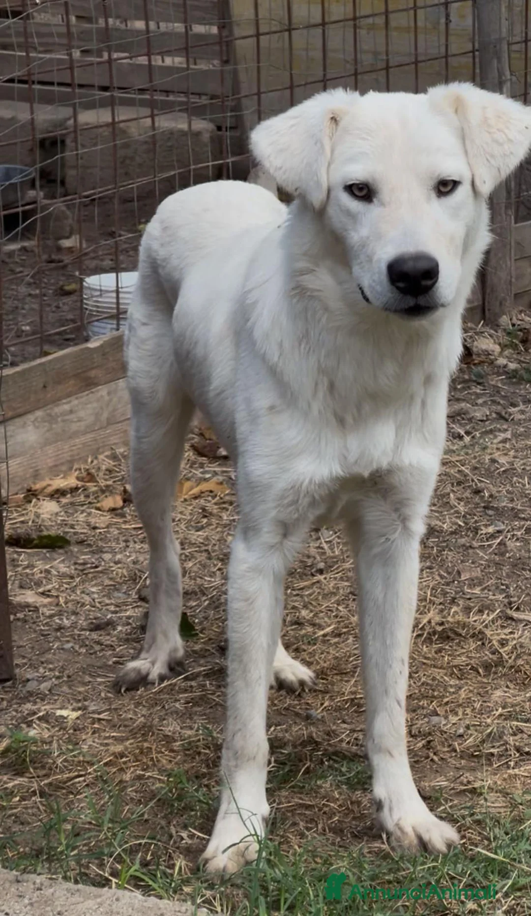 Meticcio cani in regalo:    Guè  - Annuncio 2
