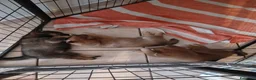 Shiba Inu cani in vendita: Cuccioli shiba inu con pedigree ENCI  - Annuncio 6
