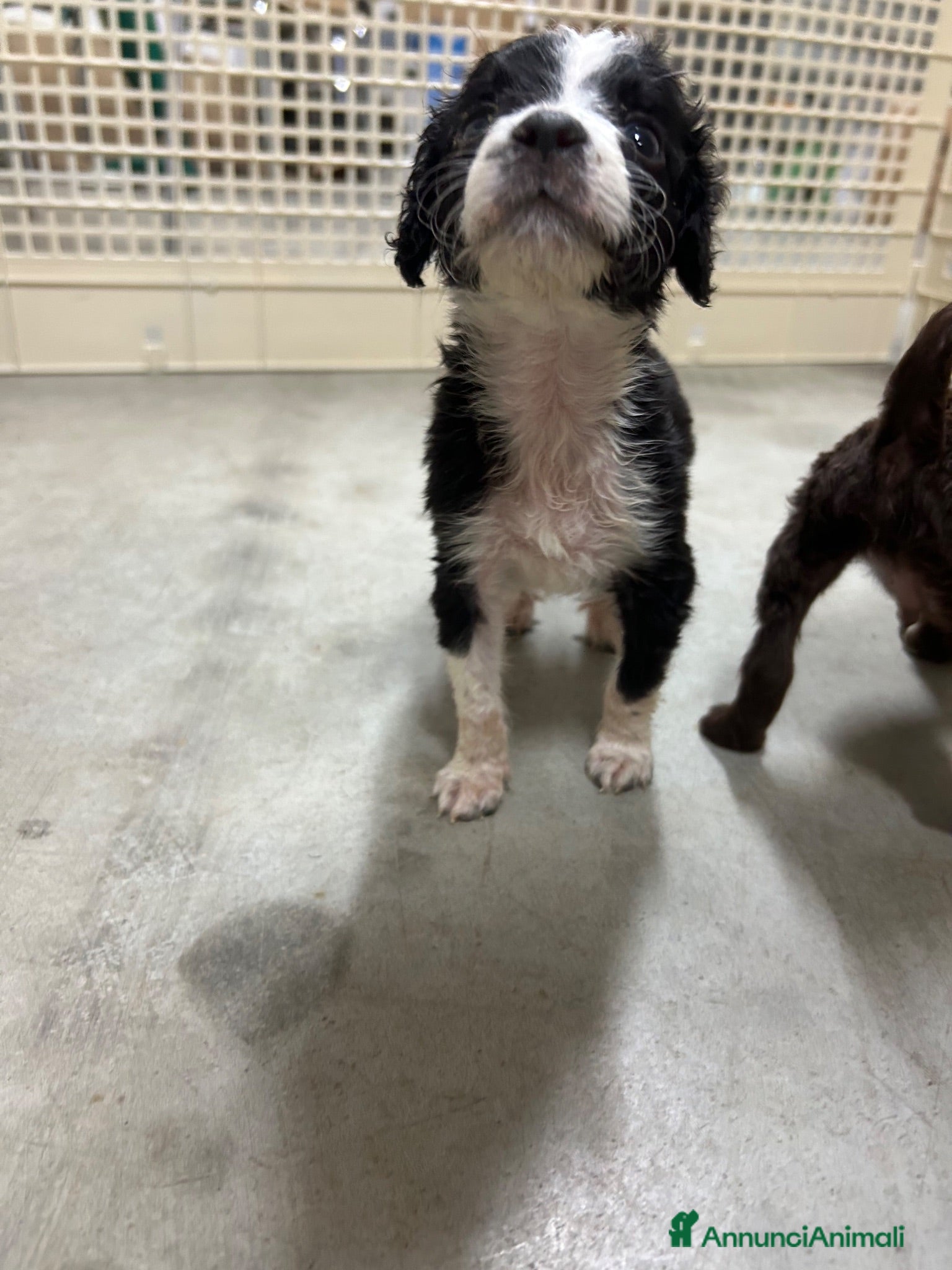 Meticcio cani Cuccioli da tartufo  - Annuncio 1