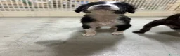 Meticcio cani in vendita: Cuccioli da tartufo  a Provincia di Potenza - Annuncio 1