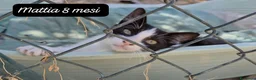 Altre razze gatti in regalo: S.o.s. micini da salvare  a Città Metropolitana di Bologna - Annuncio 8