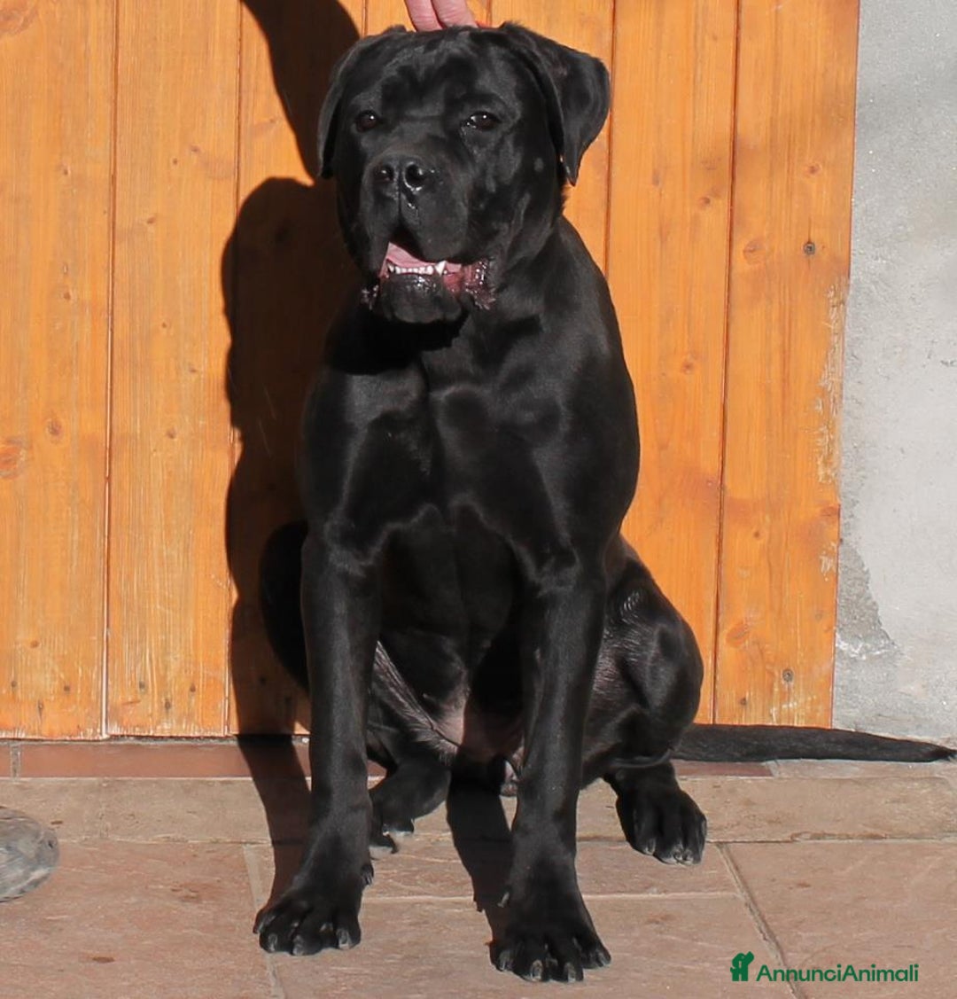 Cane Corso cani in vendita: spettacolari cuccioli di cane Corso  - Annuncio 13