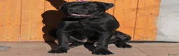 Cane Corso cani in vendita: spettacolari cuccioli di cane Corso  - Annuncio 13