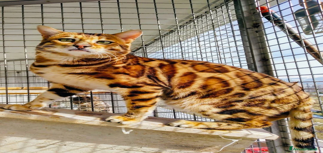 Immagine della galleria {{count}}