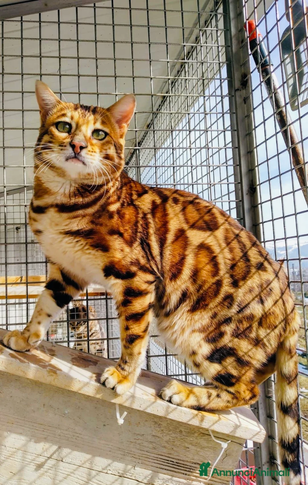 Immagine della galleria {{count}}