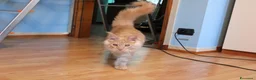 Maine Coon gatti in vendita: torna disponibile maine coon cucciolo  - Annuncio 4