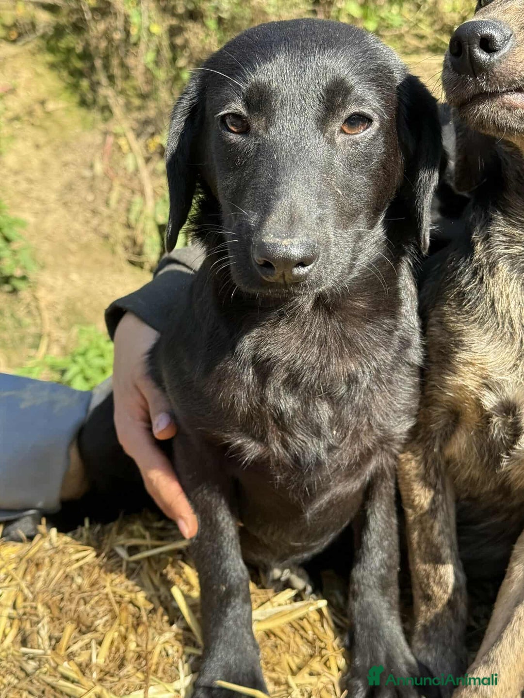 Meticcio cani in regalo: 4 CUCCIOLE tenerissime chiuse in canile! - Annuncio 3