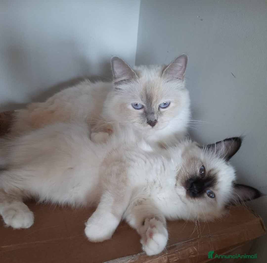 Sacro di Birmania gatti in vendita: Cucciole Sacro di Birmania  - Annuncio 4