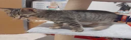 Meticcio gatti in regalo: GATTI E GANNI DOLCISSIMI a Provincia di Crotone - Annuncio 13