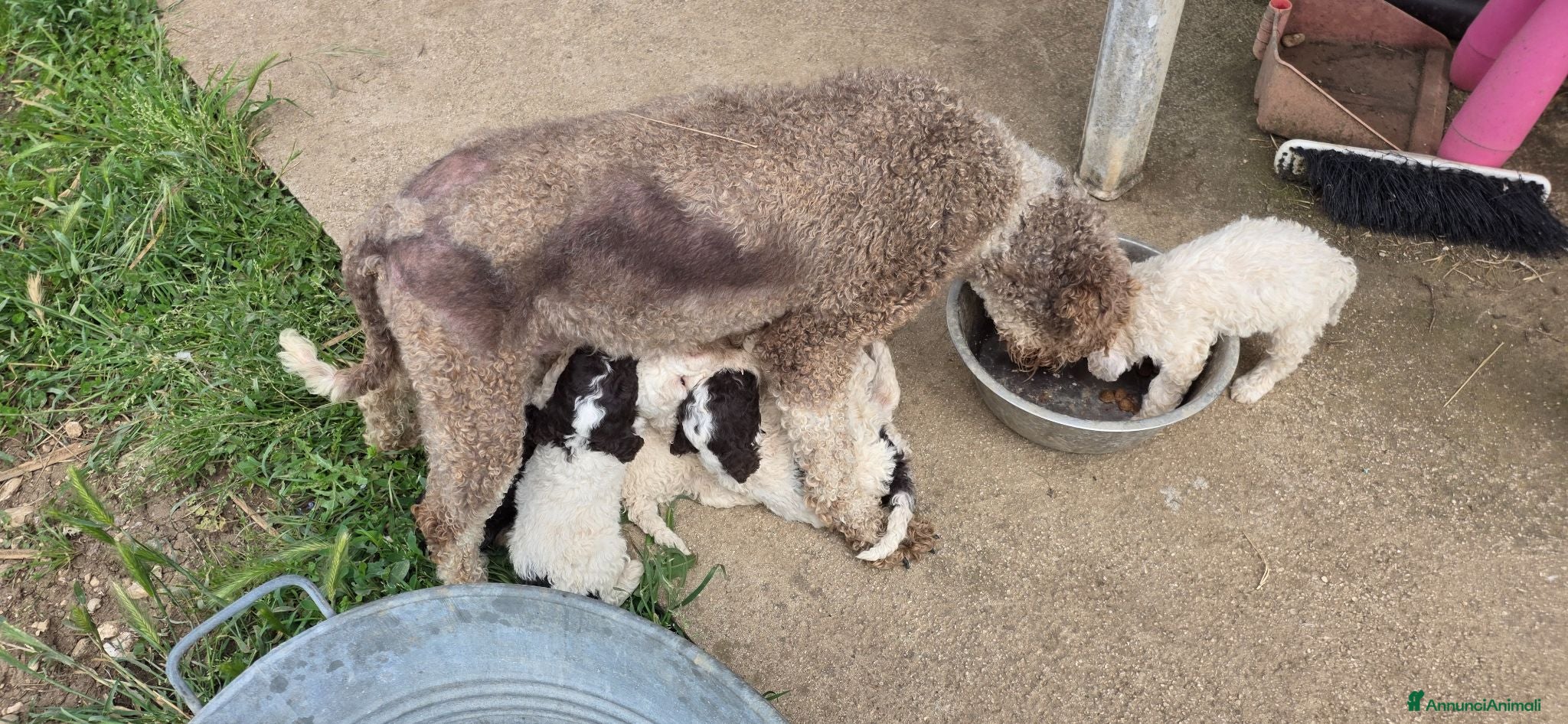 Lagotto cani Cuccioli di lagotto - Annuncio 1