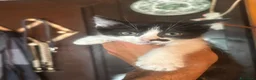 Meticcio gatti in regalo: Michelino dolce gattino 2 mesi in adozione - Annuncio 2