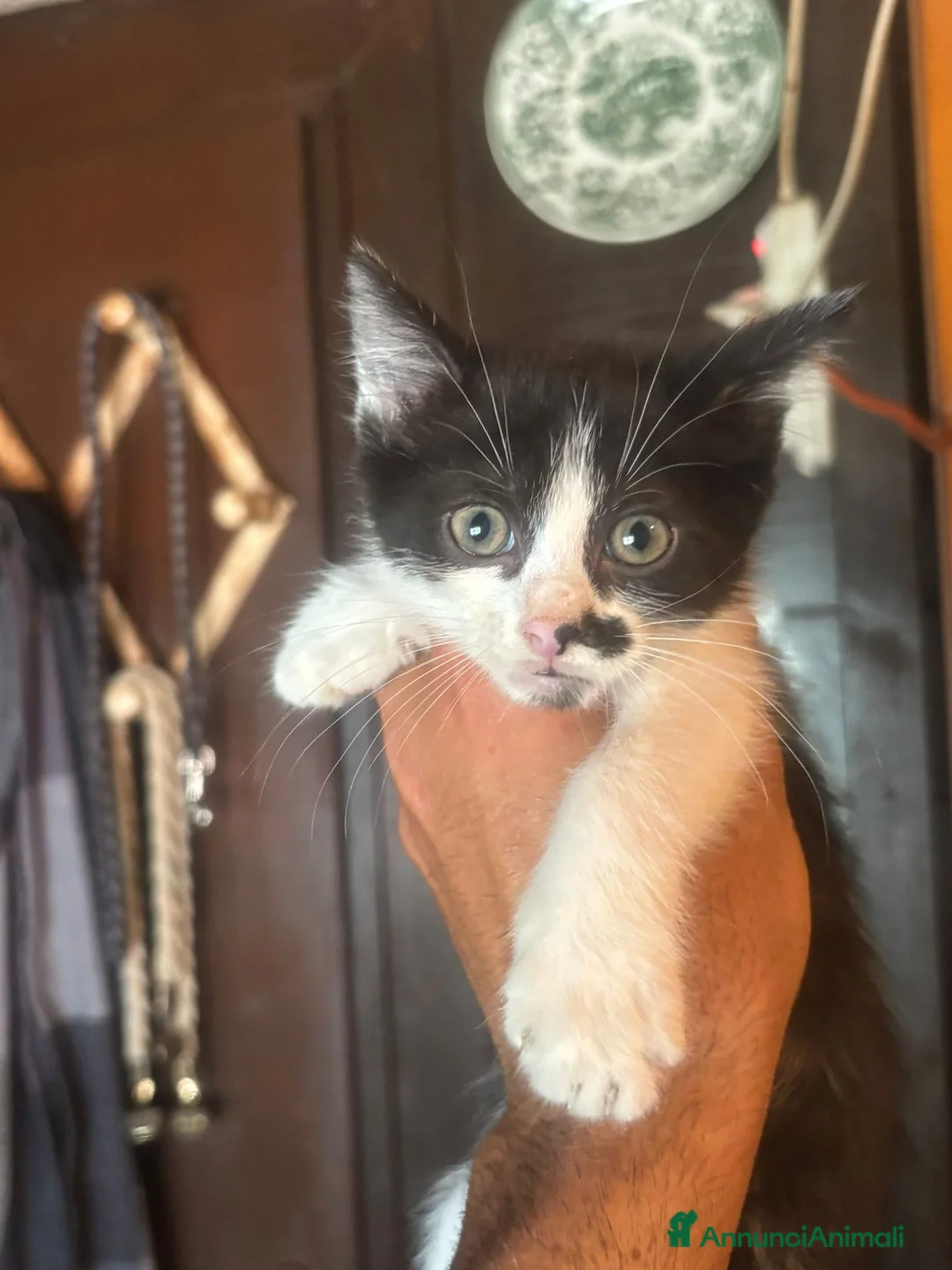 Meticcio gatti in regalo: Michelino dolce gattino 2 mesi in adozione - Annuncio 2