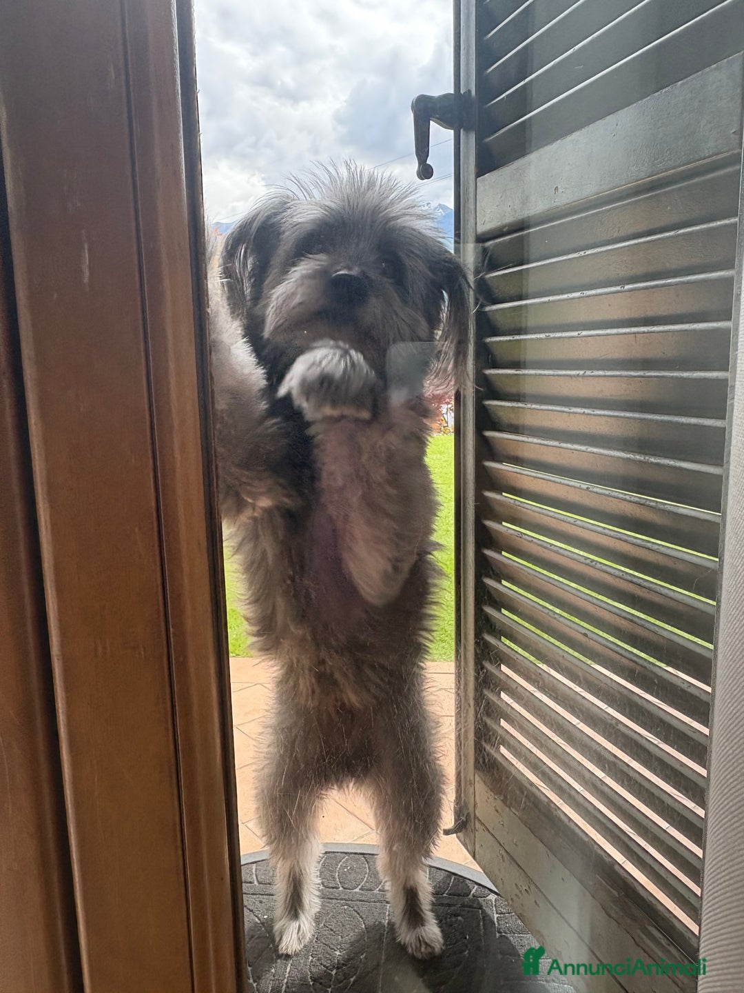 Meticcio cani per accoppiamento: cerco cane femmina per accoppiare  - Annuncio 7
