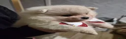 Volpino Pomerania cani in vendita: Cuccioli di Pomerania - Annuncio 11