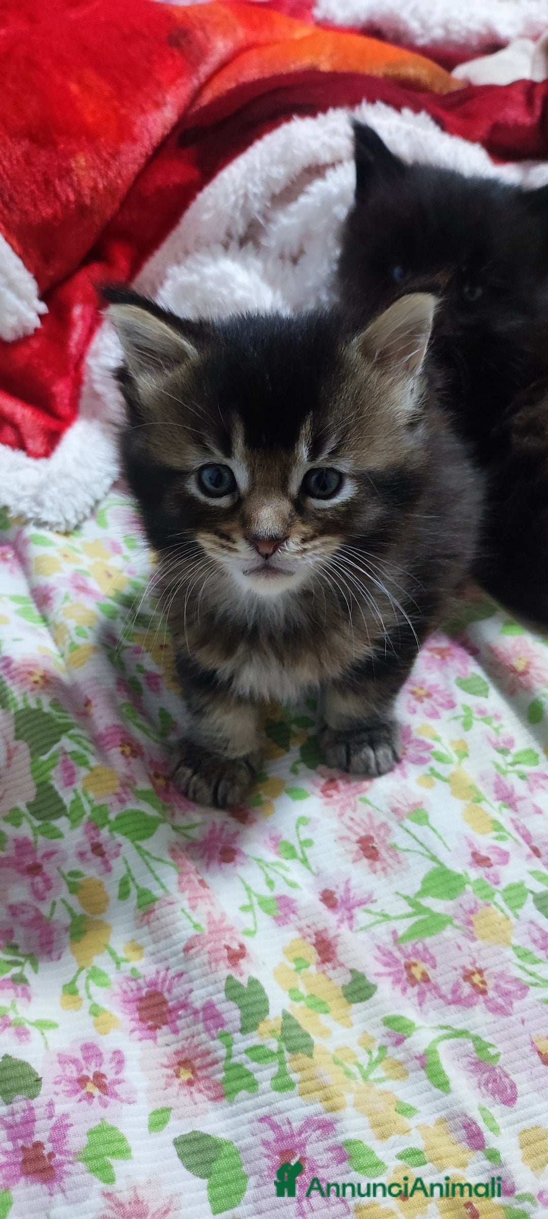 Maine Coon gatti in vendita: Coppia di Maine coon  - Annuncio 7