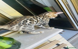 Bengala gatti in vendita: Cucciolo bengala a Provincia di Frosinone - Immagine 22