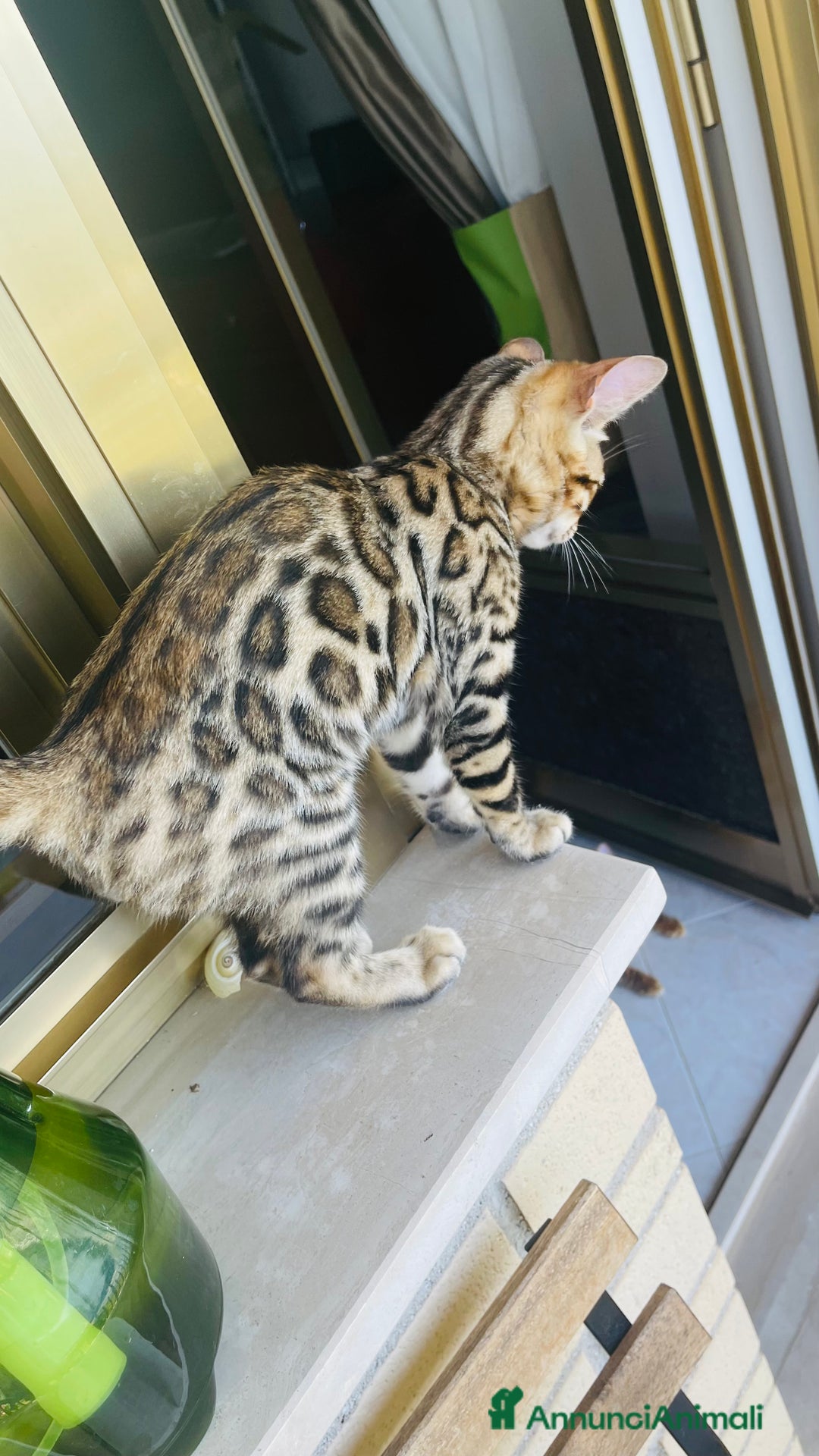 Bengala gatti in vendita: Cucciolo bengala a Provincia di Frosinone - Immagine 22