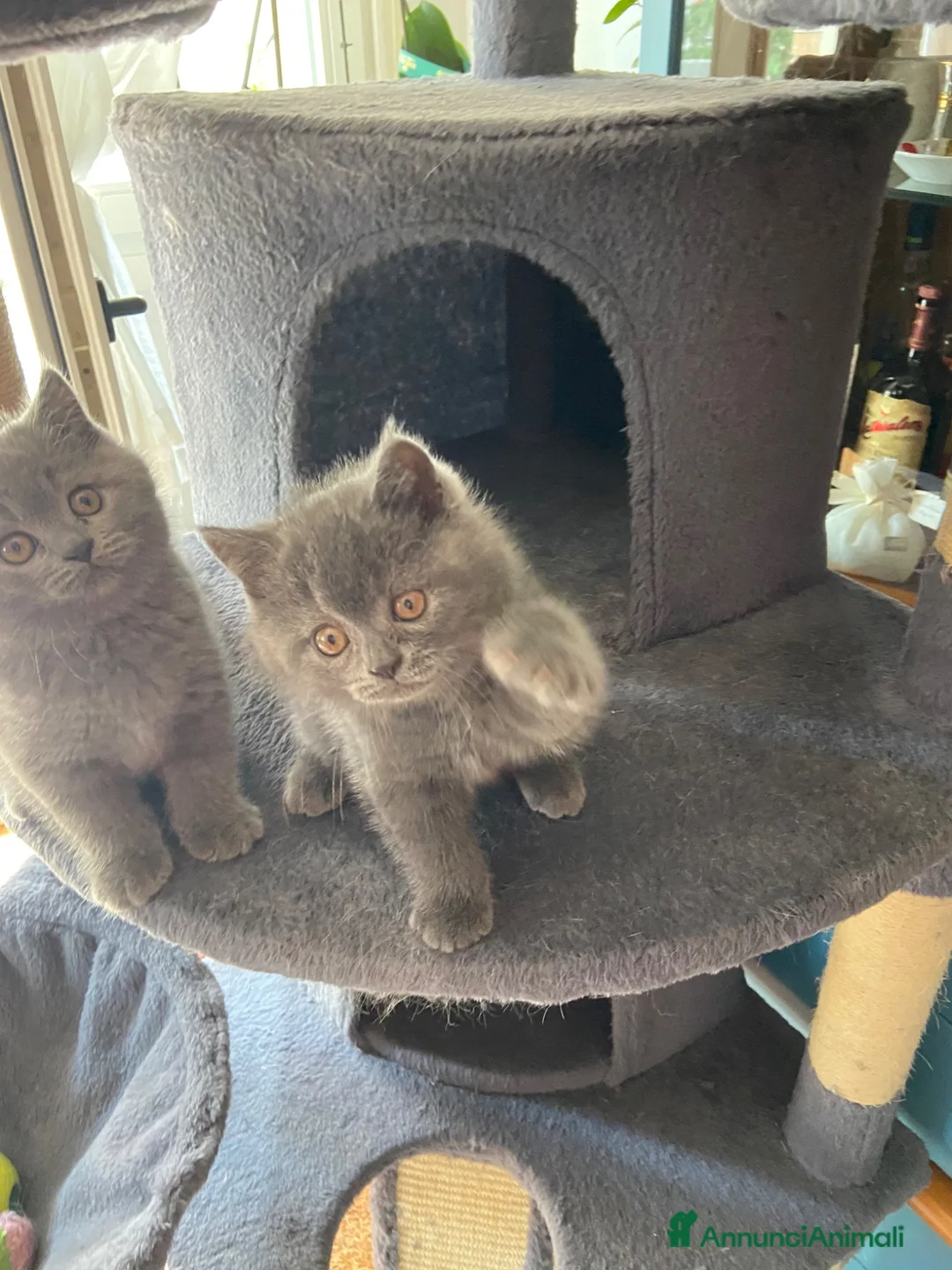 Scottish gatti in vendita: Dolce cucciola Scottish straigth - Annuncio 6