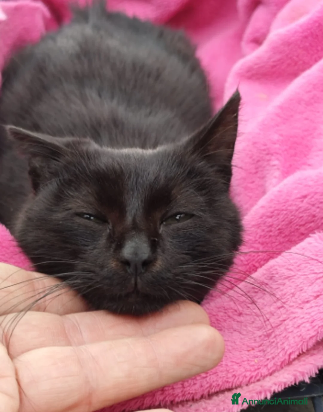 Europeo gatti in regalo: Micio nero TRIPODE ca 7mesi ADOZIONE SALTATA.NAPOL - Annuncio 4